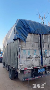 高度30厘米麦冬