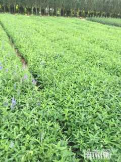 高度15厘米婆婆纳