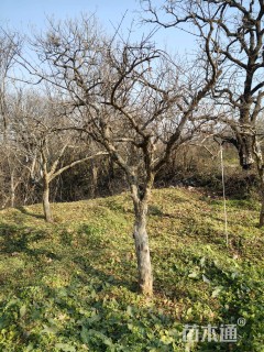 高度3.5厘米果石榴