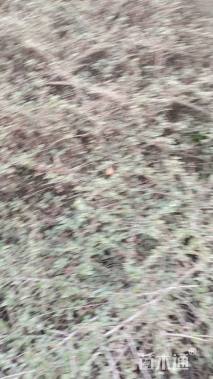 高度40厘米平枝栒子