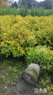 冠幅120厘米金叶连翘球