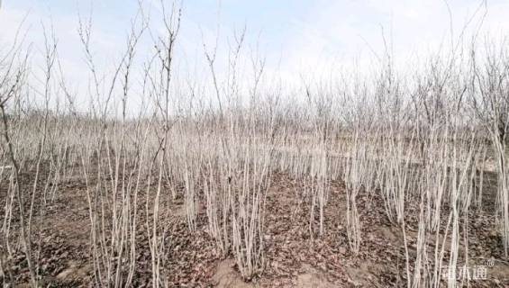 高度220厘米丛生紫荆