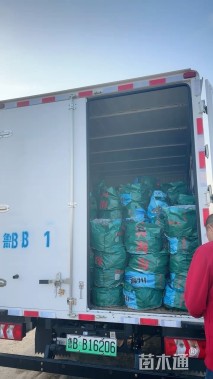 高度30厘米野菊