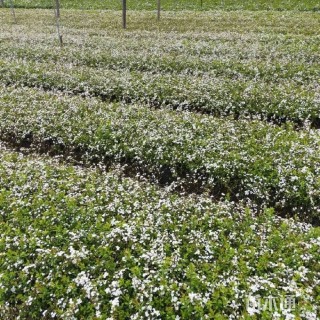 高度80厘米喷雪花
