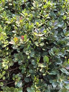 高度25厘米夏鹃