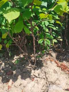 高度60厘米重瓣榆叶梅