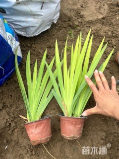 高度30厘米德国鸢尾