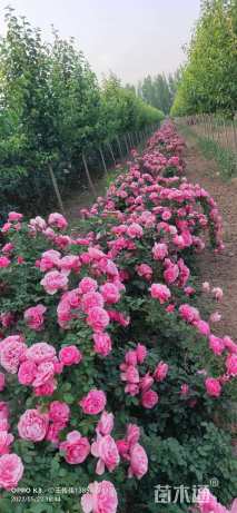 高度10厘米月季