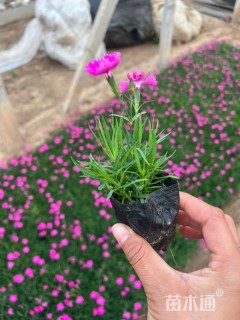 高度15厘米欧石竹