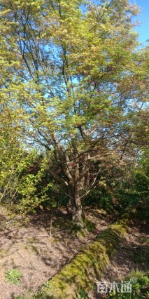 30公分鸡爪槭