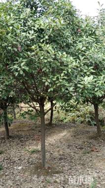 11公分红叶石楠