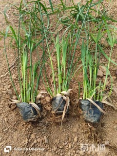 高度50厘米旱伞草