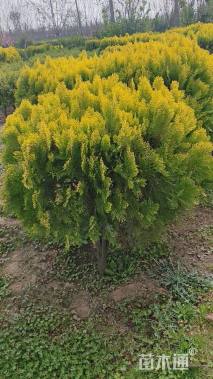 冠幅90厘米洒金柏球