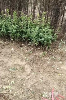 高度70厘米大叶黄杨