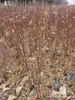 高度40厘米黄刺玫