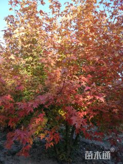 高度260厘米丛生元宝枫