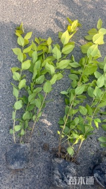高度35厘米金叶女贞小苗