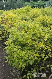 高度80厘米金叶假连翘