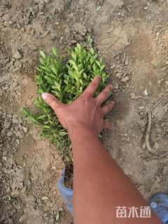 高度25厘米瓜子黄杨