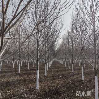 14公分美国红枫