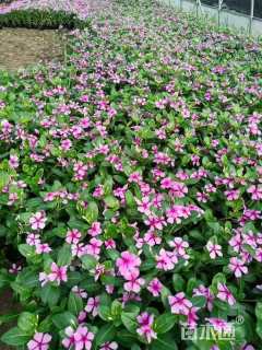 高度10厘米长春花