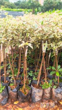 0.5公分锦叶榄仁