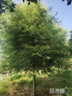 15公分柳叶栎