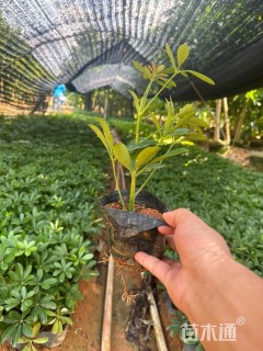 高度30厘米鸭脚木