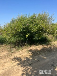 高度350厘米木槿