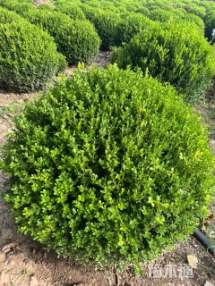 冠幅140厘米小叶黄杨球