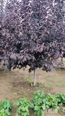 15公分紫叶李