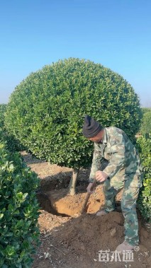 高度200厘米黄杨