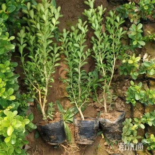 高度35厘米瓜子黄杨