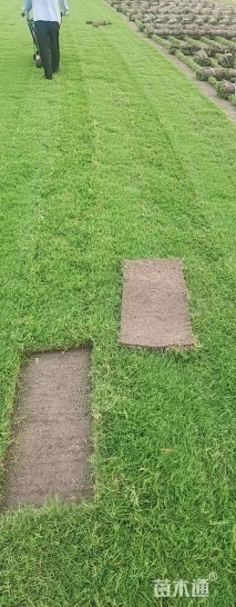 草卷状百慕大草