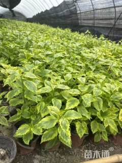 高度25厘米金叶假连翘