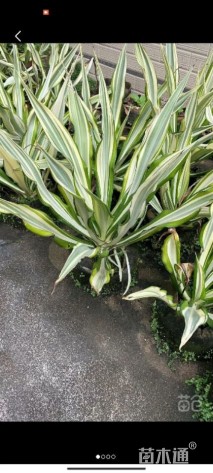 高度50厘米万年麻