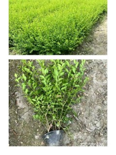 高度50厘米金禾女贞