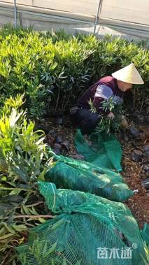 高度30厘米十大功劳