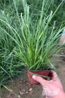 高度20厘米蒲苇