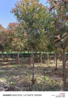 7公分高杆红叶石楠