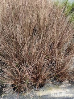 苔草
