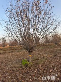 15公分绚丽海棠