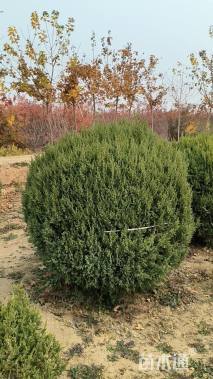 高度120厘米塔桧球