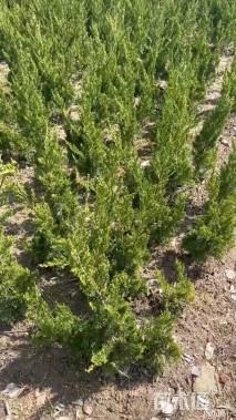 高度50厘米龙柏小苗