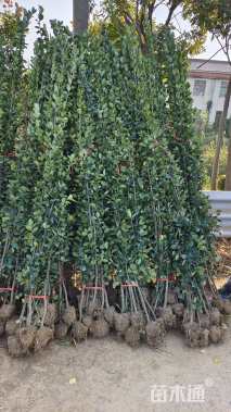 高度170厘米北海道黄杨