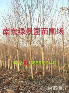 20公分马褂木