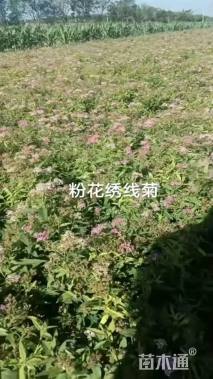高度40厘米粉花绣线菊