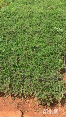 高度25厘米满天星