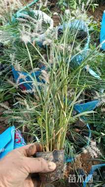 高度30厘米玉带草