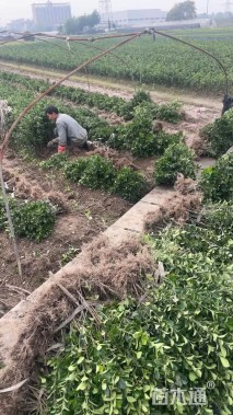 高度40厘米大叶黄杨